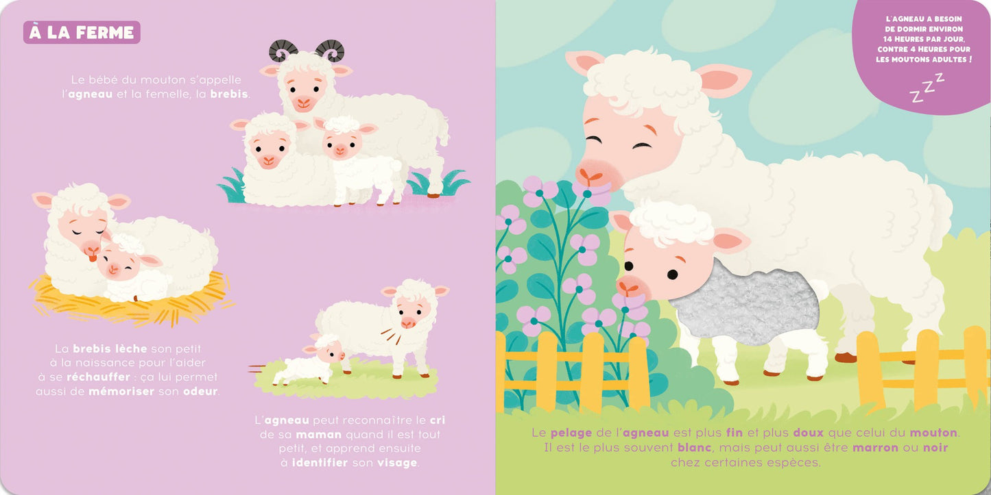 P'tit touche à tout - Les bébés animaux - Auzou