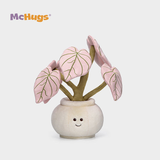 Pink Alocasia Odora-  McHugs