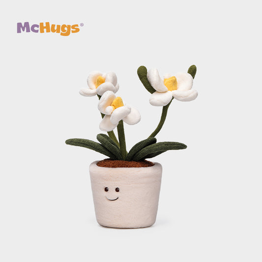 Elégant Orchidee -  McHugs