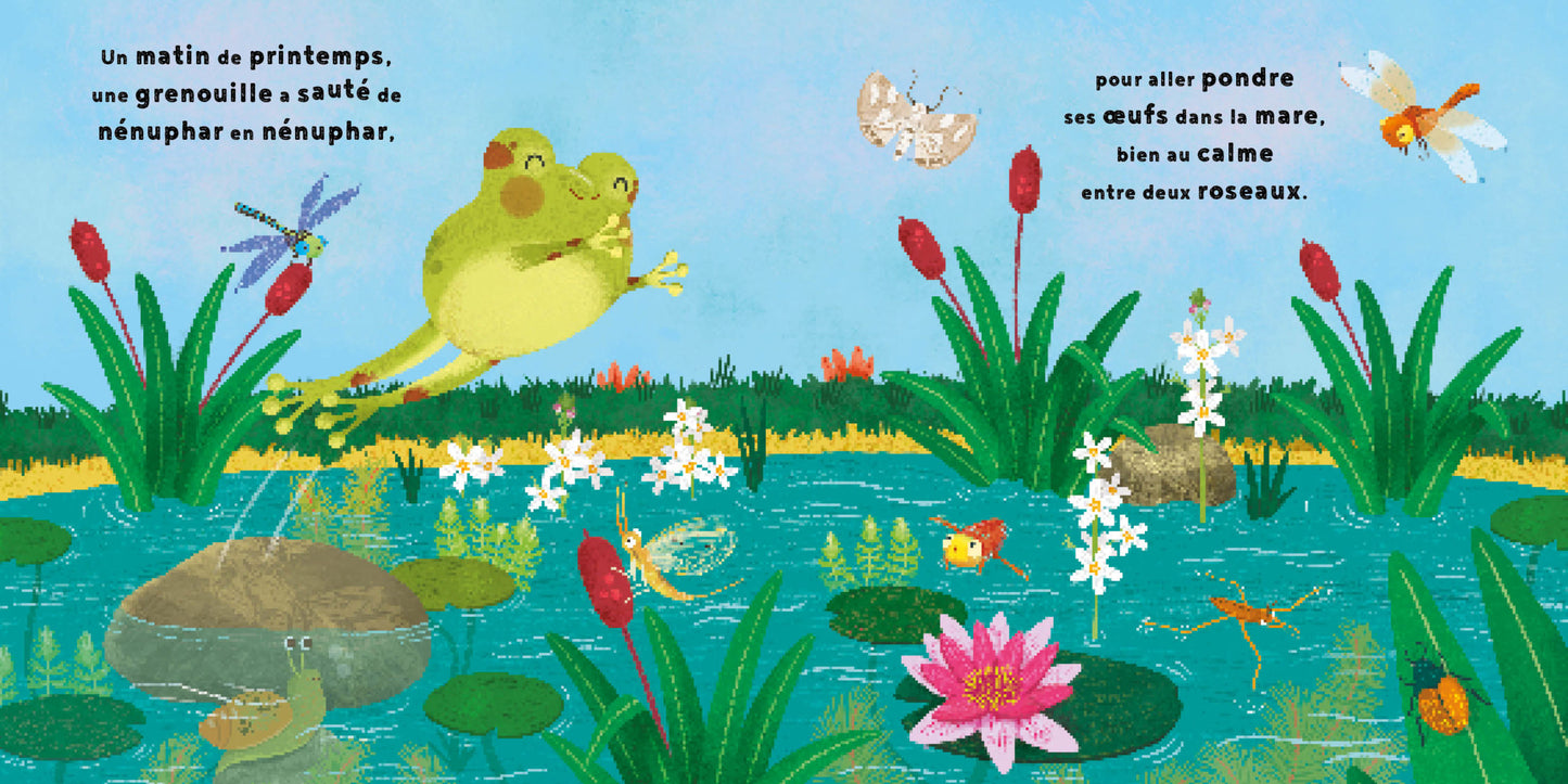 La petite Grenouille - Cycle naturel - 123 soleil