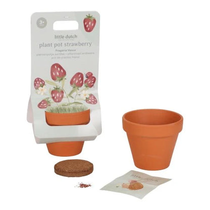 Kit de plantation - Fraises - Little Dutch