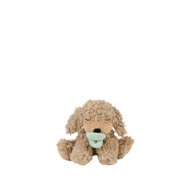 Chiot - Olli Ella - Binky Puppy Benny