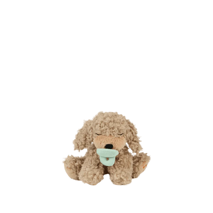 Chiot - Olli Ella - Binky Puppy Benny