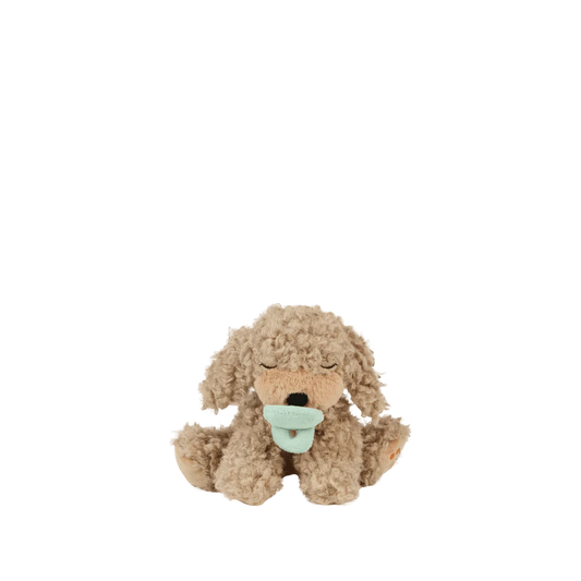 Chiot - Olli Ella - Binky Puppy Benny